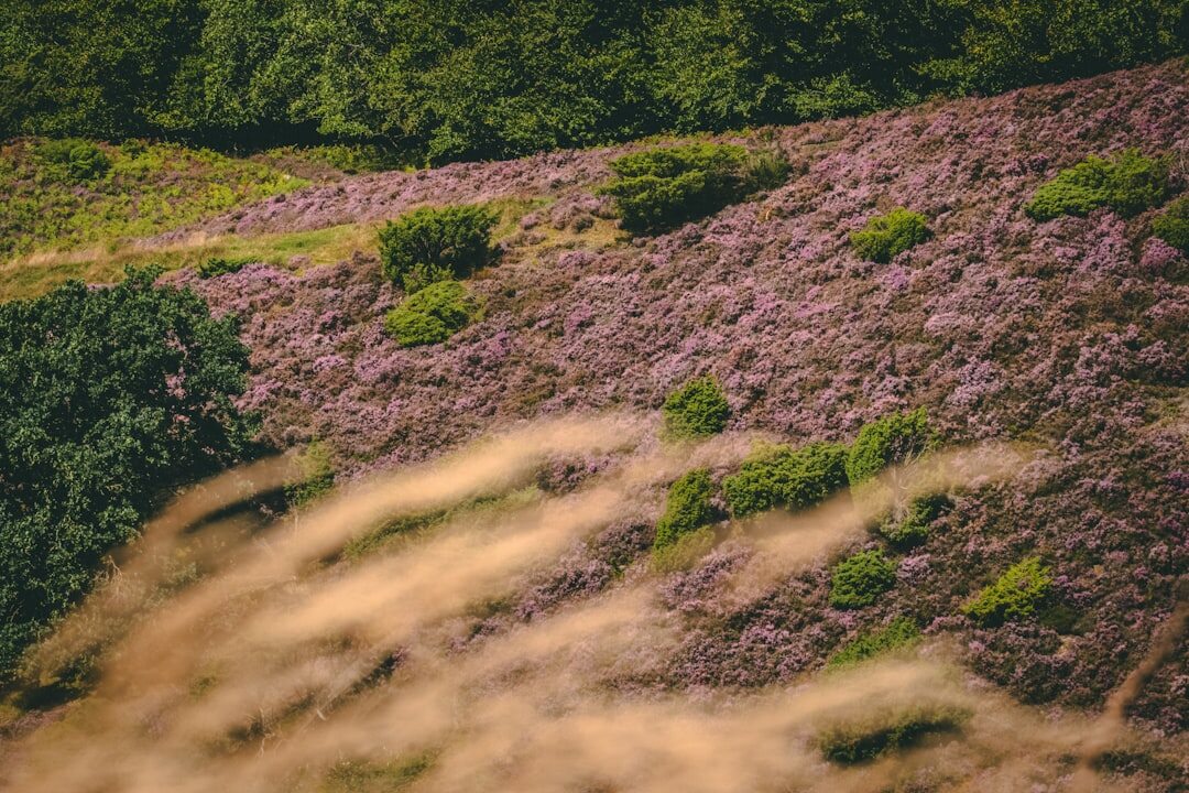 Heather covered hills of Jutland, Denmark