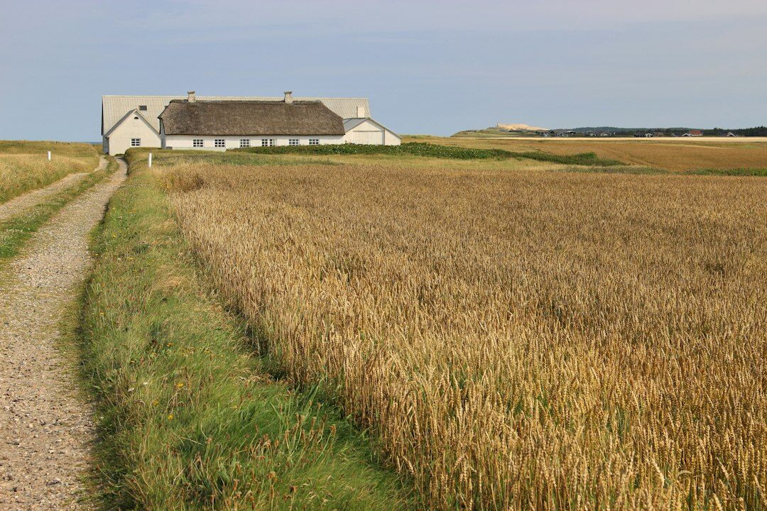 Rolling green farmland in rural Jutland, Denmark